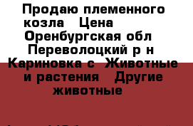 Продаю племенного козла › Цена ­ 5 500 - Оренбургская обл., Переволоцкий р-н, Кариновка с. Животные и растения » Другие животные   